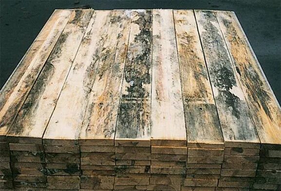 Как выглядит черная плесень на дереве Neomid 430 Eco, антисептик невымываемый для дерева  интернет магази