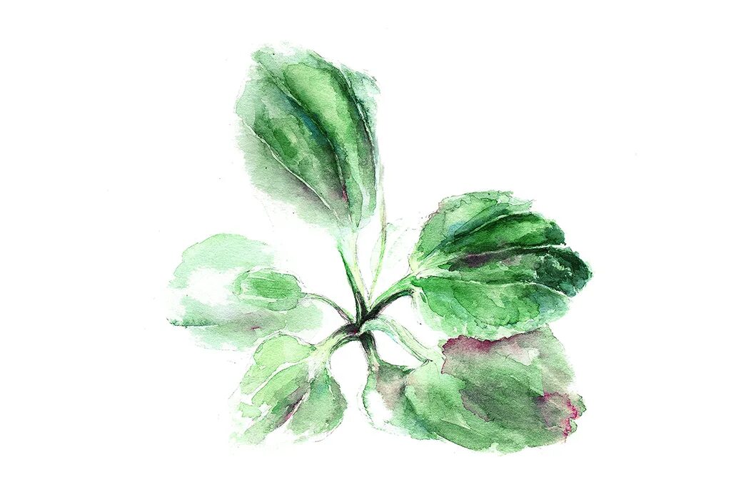 Как оформить подорожник. Подорожник variegata. подорожник рисунок для детей. подорожник акварель. нарисовать подорожник.