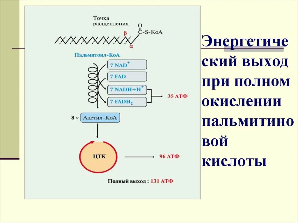 Окисление жирных кислот в митохондриях. Пальмитоил КОА окисление. Энергетический выход жирных кислот. Переваривание и окисление липидов.