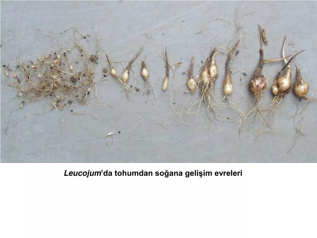 растения из красной книги подснежник складчатый. белоцветник размножение семенами. как размножаются подснежники в природе. как размножаются подснежники. галантус белоснежный.