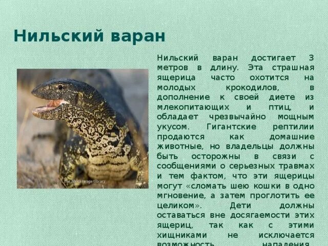 Нильский Варан. Сообщение о пресмыкающихся Варан. Вараны внешнее строение. Варан интересные факты для детей.