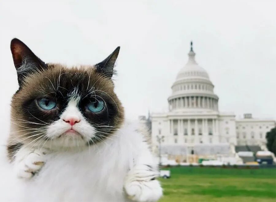 Grumpy cat