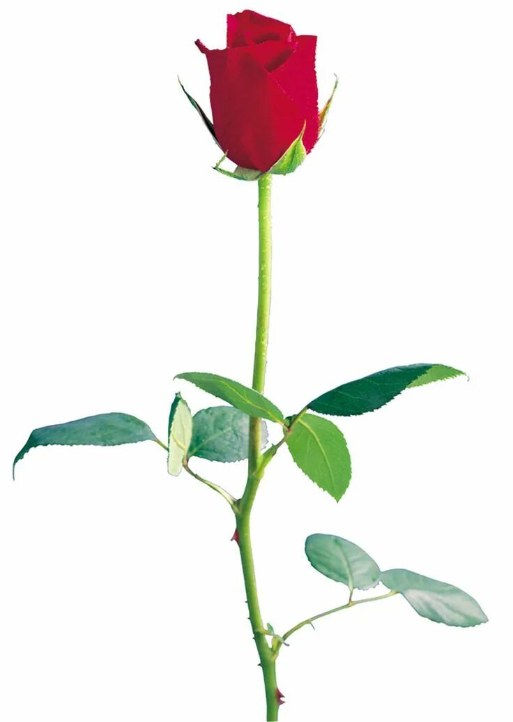 Один цветок. One rose. Открытки с одним цветком. Стебель розы с шипами. Открытка с одной розой.