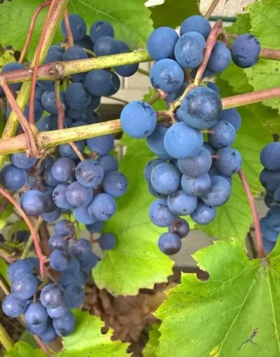 Виноград сорт альфа. Виноградная сорт альфа. Приморский виноград. Виноград сорт альфа. Виноград альфа описание.