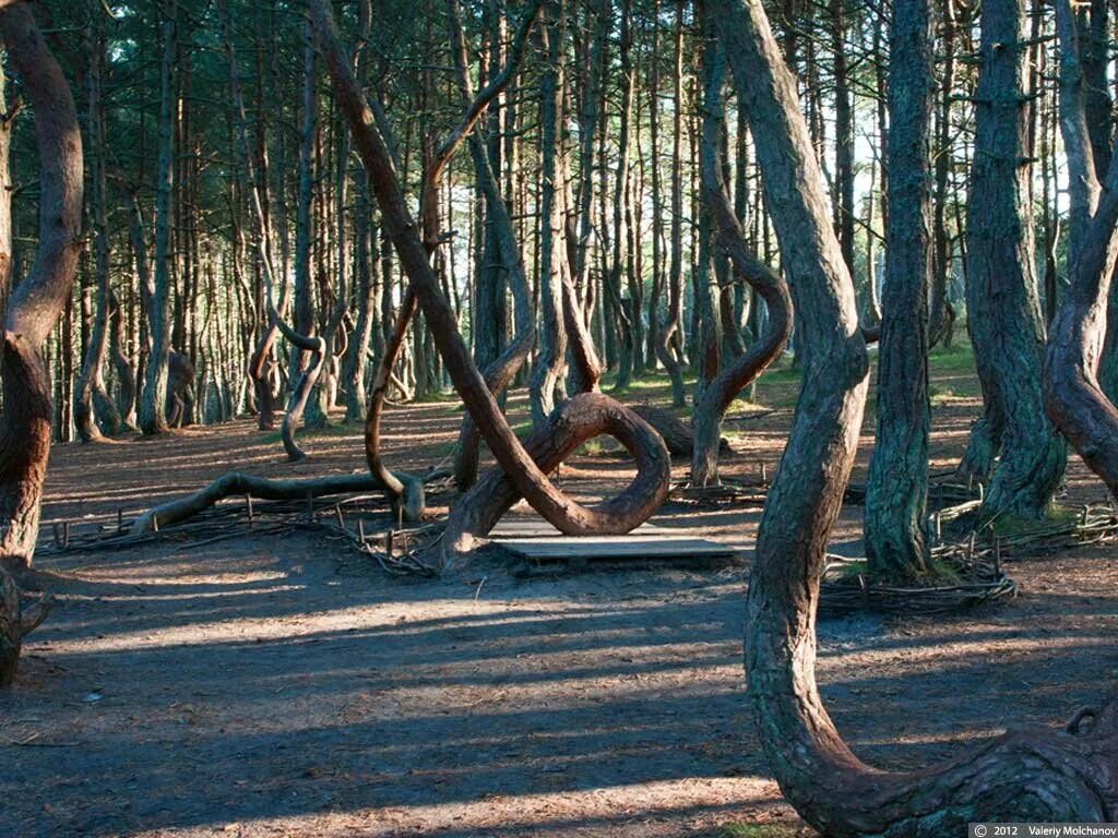 Куршская коса Калининградская область Танцующий лес. Куршская коса Танцующие деревья.