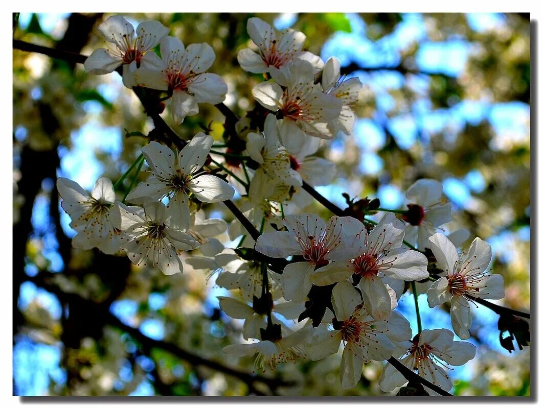 когда зацветут яблони дзен читать. фотосессия в цветении яблонь. когда зацветут яблони дзен читать. расцветали яблони и груши. когда зацветут яблони дзен читать.