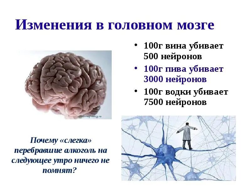 Клетки мозга человека состоят из. Кол-во нейронов в мозге человека. Сколько нейронов в мозге человека. Сколько нервных клеток в мозге человека. Количество нейронов в головном мозге человека.