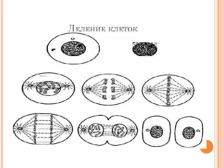 Деление клетки. Схема деления клетки. Деление клетки рисунок. Этапы деления растительной клетки. Спора особая клетка