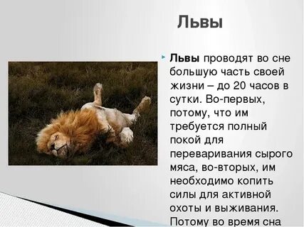 A lion sleep during the day