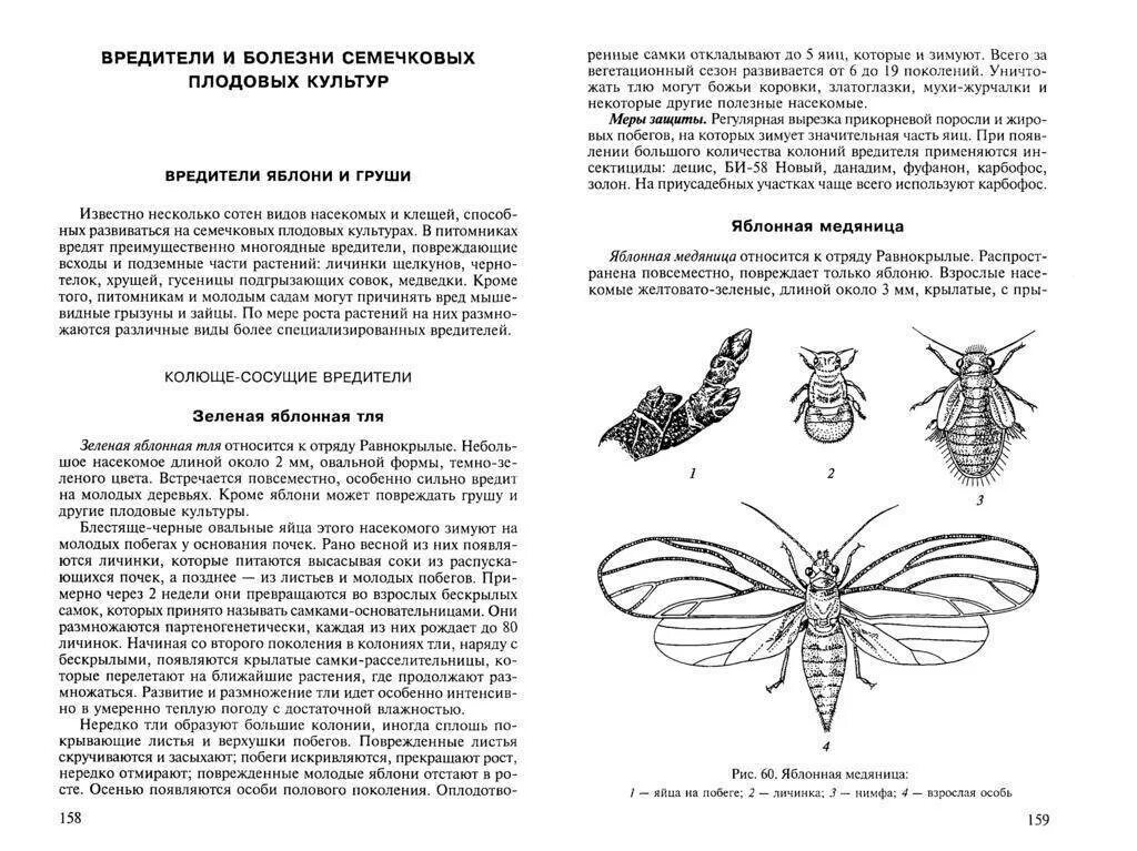 К насекомым вредителям относится. Многоядные вредители сельскохозяйственных культур таблица. Многоядные вредители сельскохозяйственных культур. Многоядные вредители и меры борьбы с ними. Защитные мероприятия от многоядных вредителей.