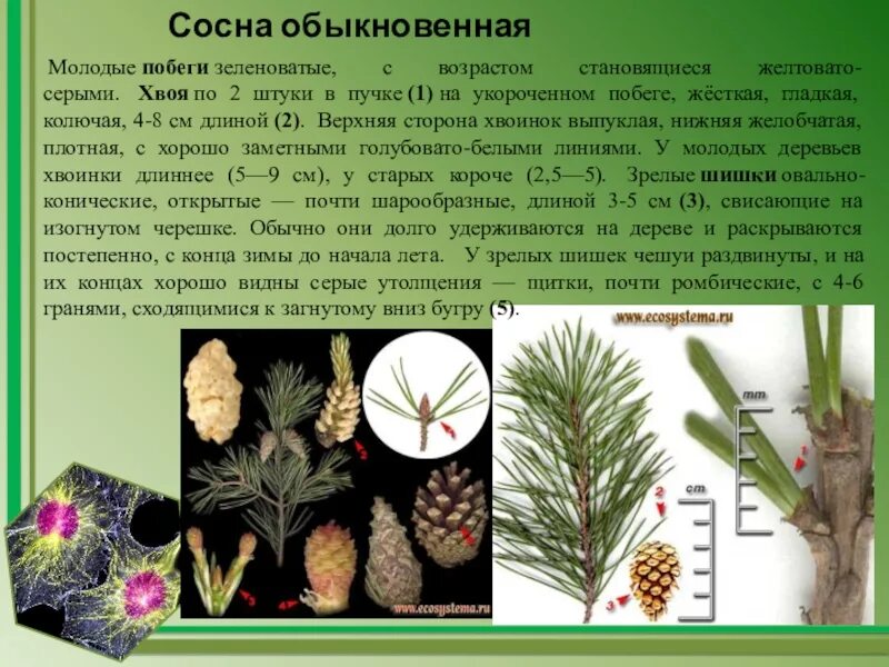 Лабораторная работа строение голосеменных растений
