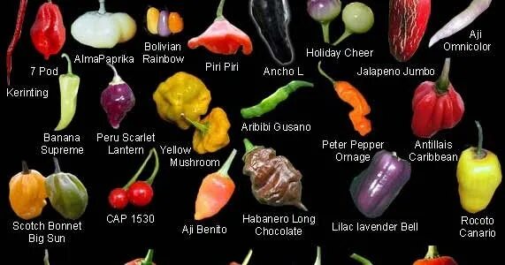 Определить сорт перца по фото Сорта перца фото