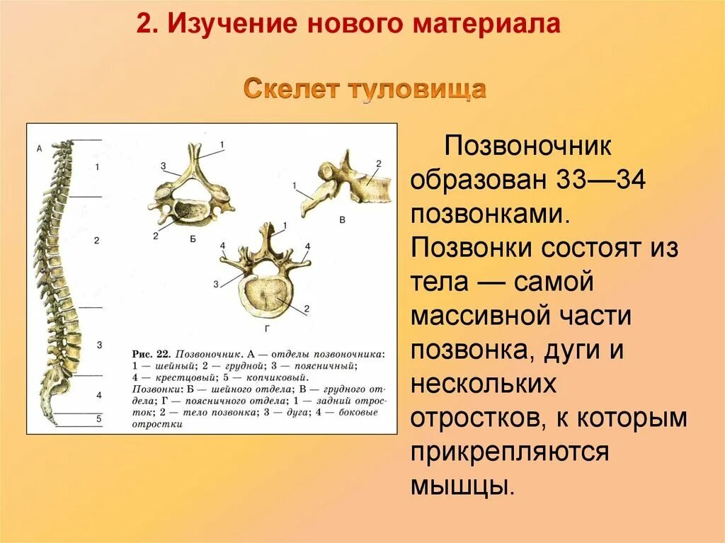 Биология 8 класс скелет человека позвоночник. Скелет туловища. Скелет туловища позвоночник. Строение скелета туловища.