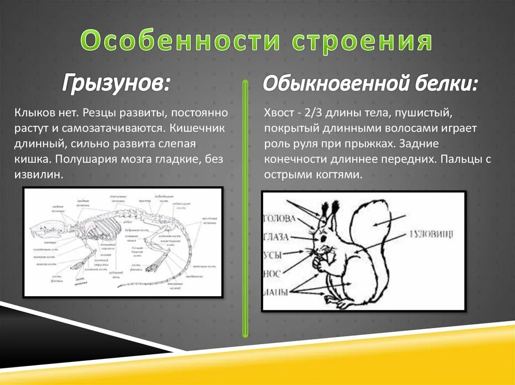 Строение хомяка. Строение грызунов. Грызуны внешнее строение. Отряд Грызуны особенности строения. Особенности строения грызунов млекопитающих.