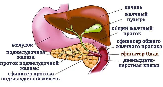 Печень без желчного пузыря. Желчный пузырь сфинктер Одди анатомия. Анатомия печень желчный пузырь протоки. Проток желчного пузыря и поджелудочной железы. Проток поджелудочной железы и желчный проток.