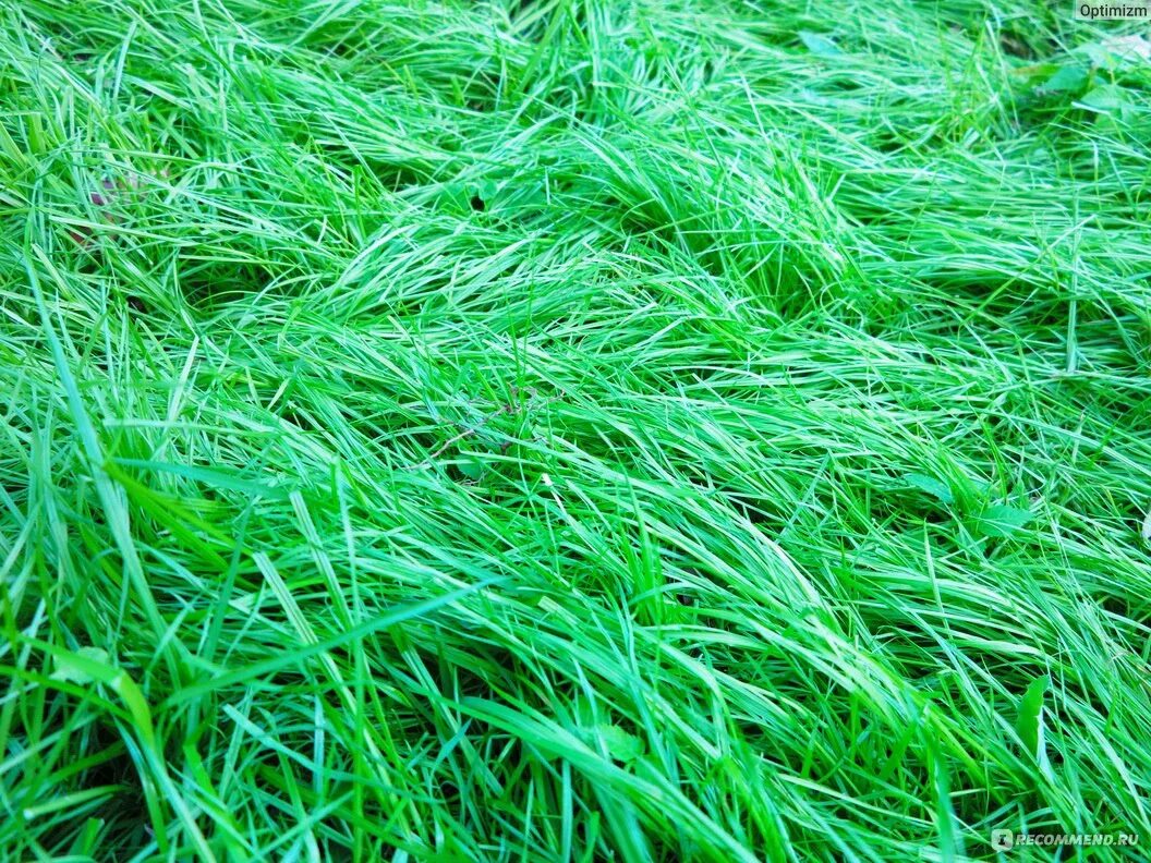 Газонная трава семена какую выбрать многолетка. Газонная трава. Семена газона. Спортивная трава для газона. Травка газонная пушистая.