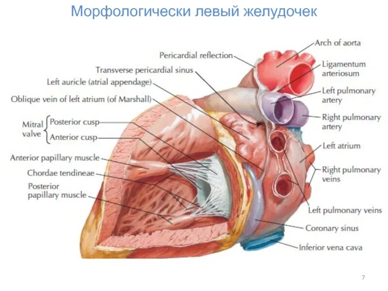 Мышцы левого желудочка сердца