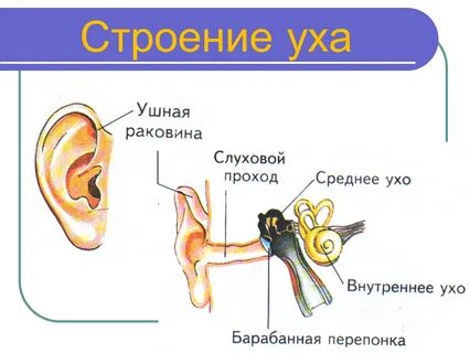 Строение уха для детей