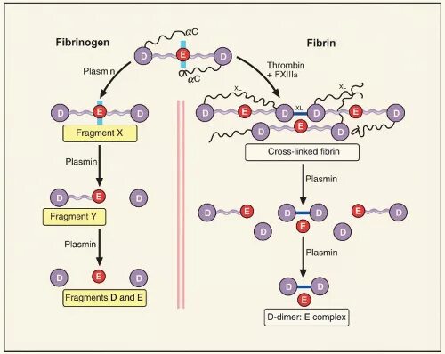 Где содержится фибриноген. Fibrinogen fibrin схема. фибрин и фибриноген. фибриноген структура. молекула фибриногена состоит из.