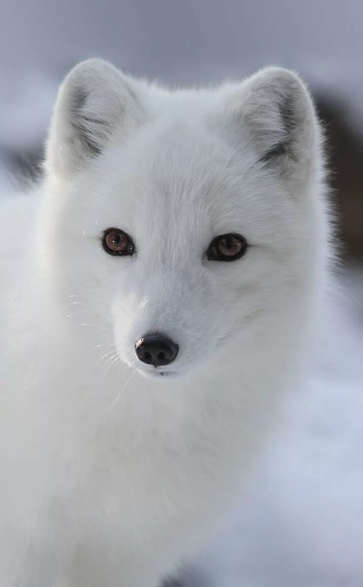 Медновский голубой песец. Песец в арктике. Как называется белый лис. Полярная лисица песец. Песец (arctic fox).