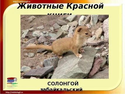 Животные гор занесенные в красную книгу