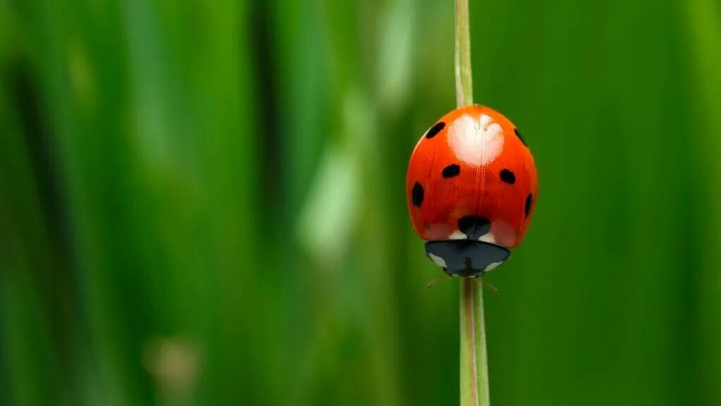 Ladybug Божья коровка. Фон Божья коровка. Заставка Божья коровка. Божья коровка на зеленом фоне.