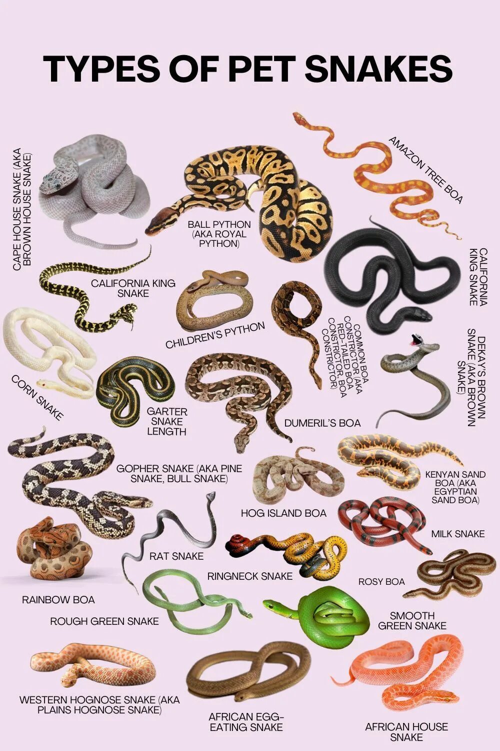 Type of pet. Types of Snakes. Под Тип змеи. Types of Pets.