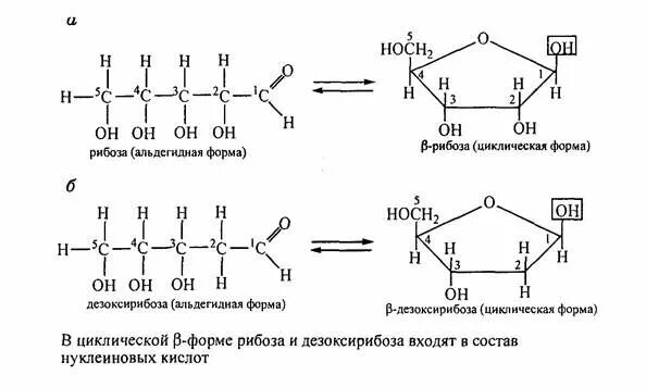 Рибоза дезоксирибоза химические свойства реакции. Дезоксирибоза линейная формула. Химическое строение рибозы. Мтнтез дезокстрибозы из рибозы. Рибоза характеристика