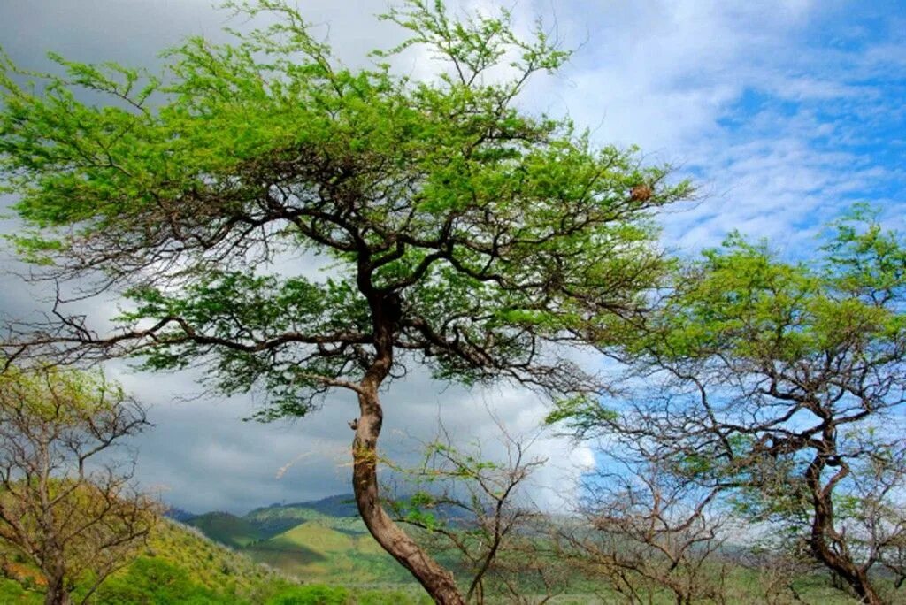 Tree translate