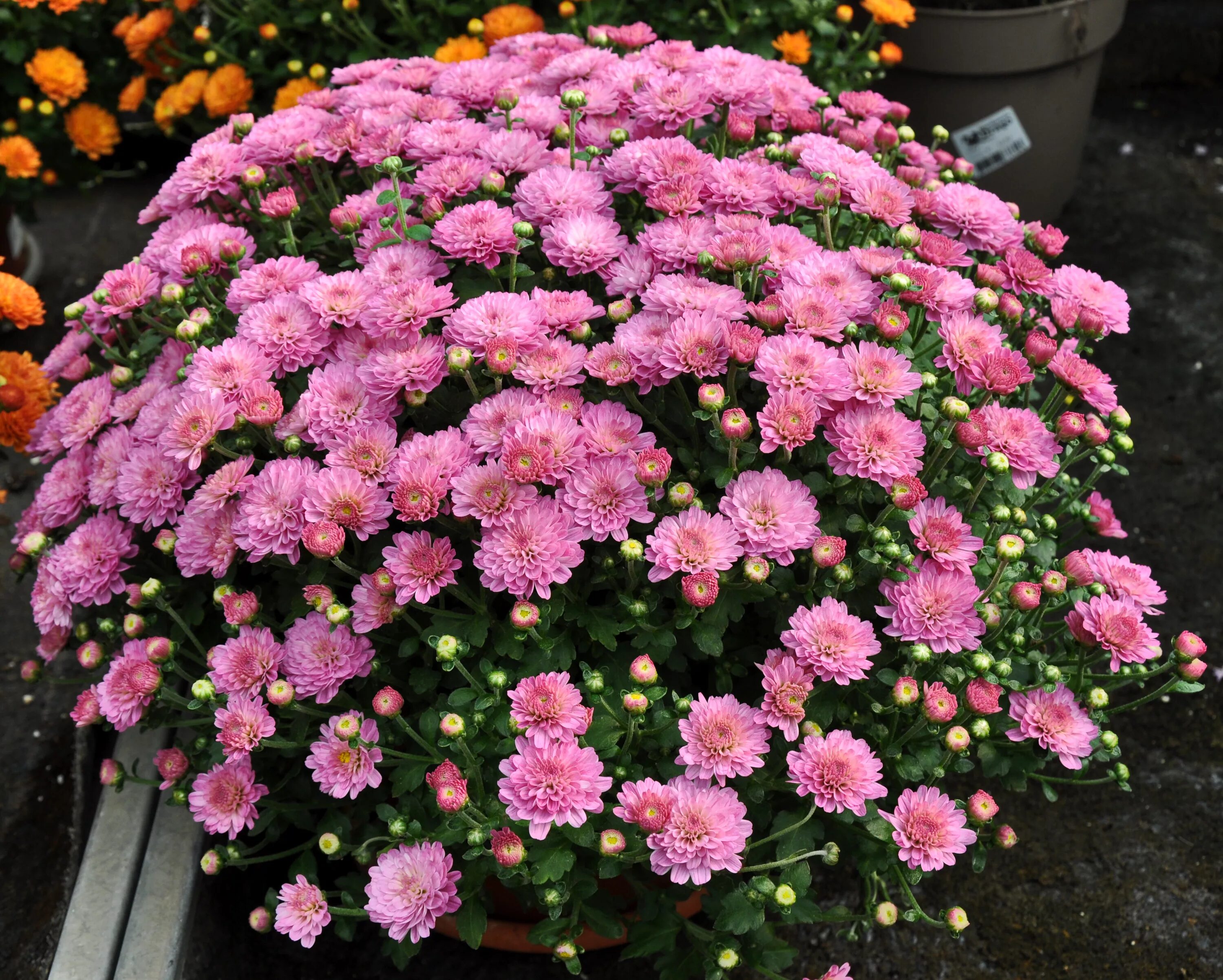 Хризантемы садовые цвета. Хризантема мультифлора Лилак. Хризантема мультифлора Пуговка. Хризантема мультифлора Бранбич коралл. Хризантема мультифлора Бранбич Лилак.