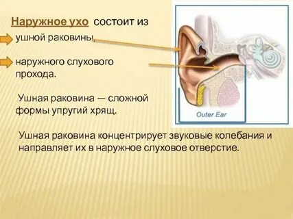 Какое значение имеет ухо