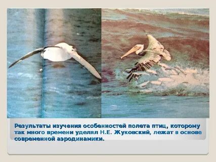Особенности полета птиц