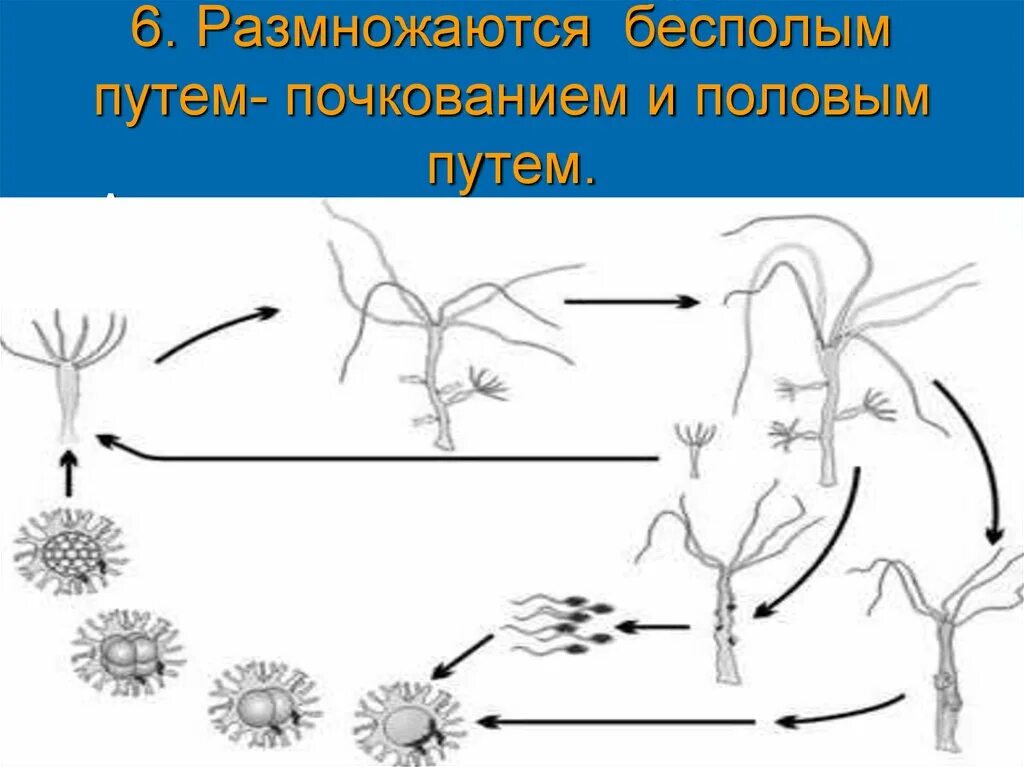 Тип кишечнополостные почкование. Жизненный цикл гидры обыкновенной. цикл развития кишечнополостных. цикл развития кишечнополостных схема. почкование кишечнополостных.