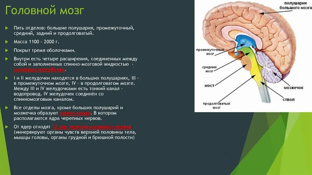 Нервные центры и отделы головного мозга. Структура головного мозг средний мозг. Отделы головного мозга расположение и функции. Отделы головного мозга продолговатый промежуточный. Пять основных отделов головного мозга.