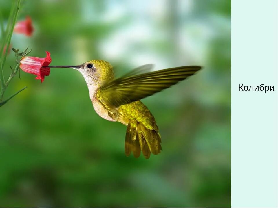 Факты о колибри. Колибри природная зона. Интересные факты о Колибри для детей. Агривольтаика фото для презентации.