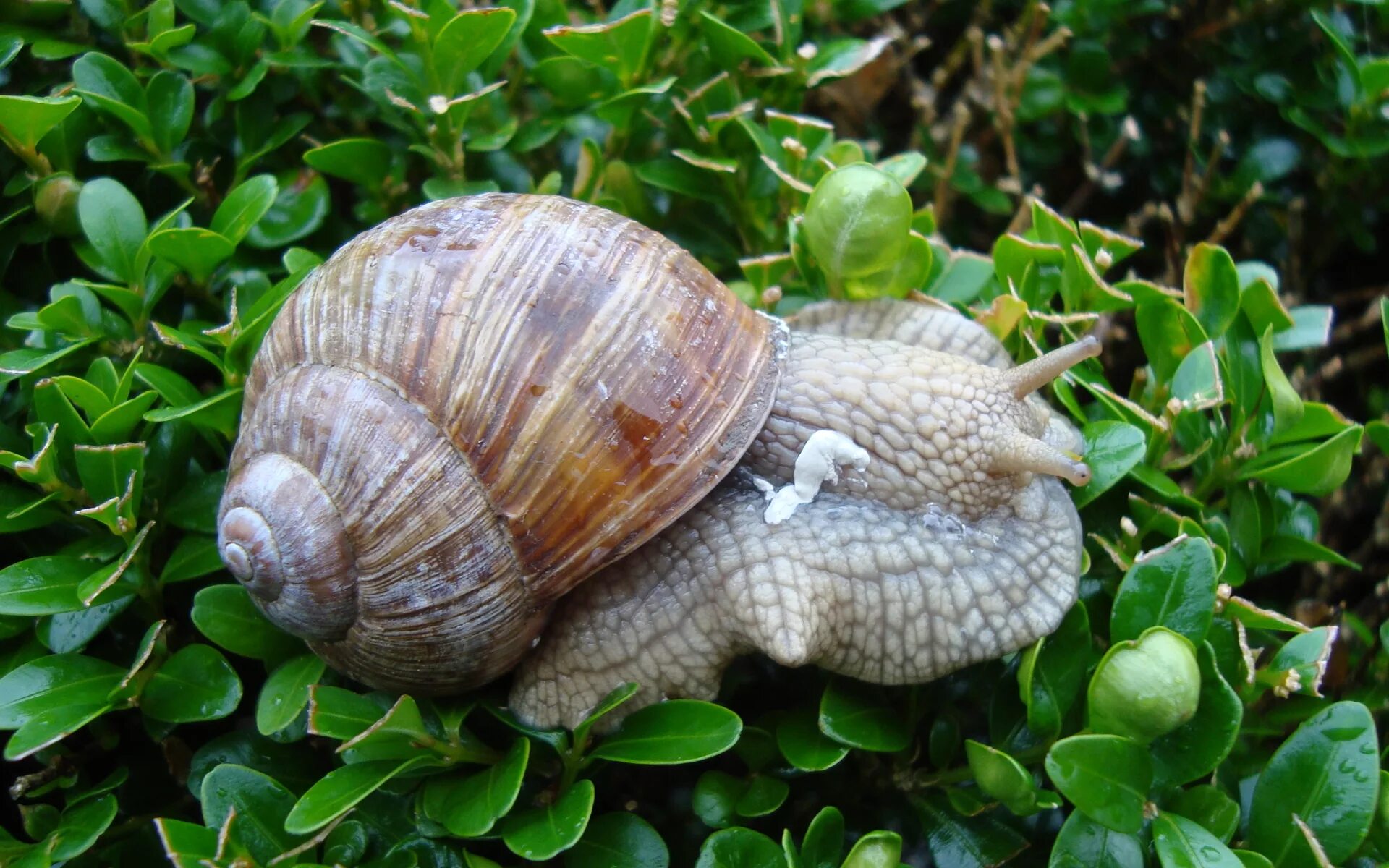 Улитки форум. Улитка Helix albescens. Хилазон улитка. Улитка большая обыкновенная Helix albescens. Виноградная улитка белая.