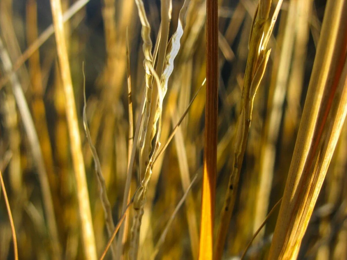 Ячмень весной. Стебель пшеницы. Желтая трава. Пшеница растение. Рожь стебель.