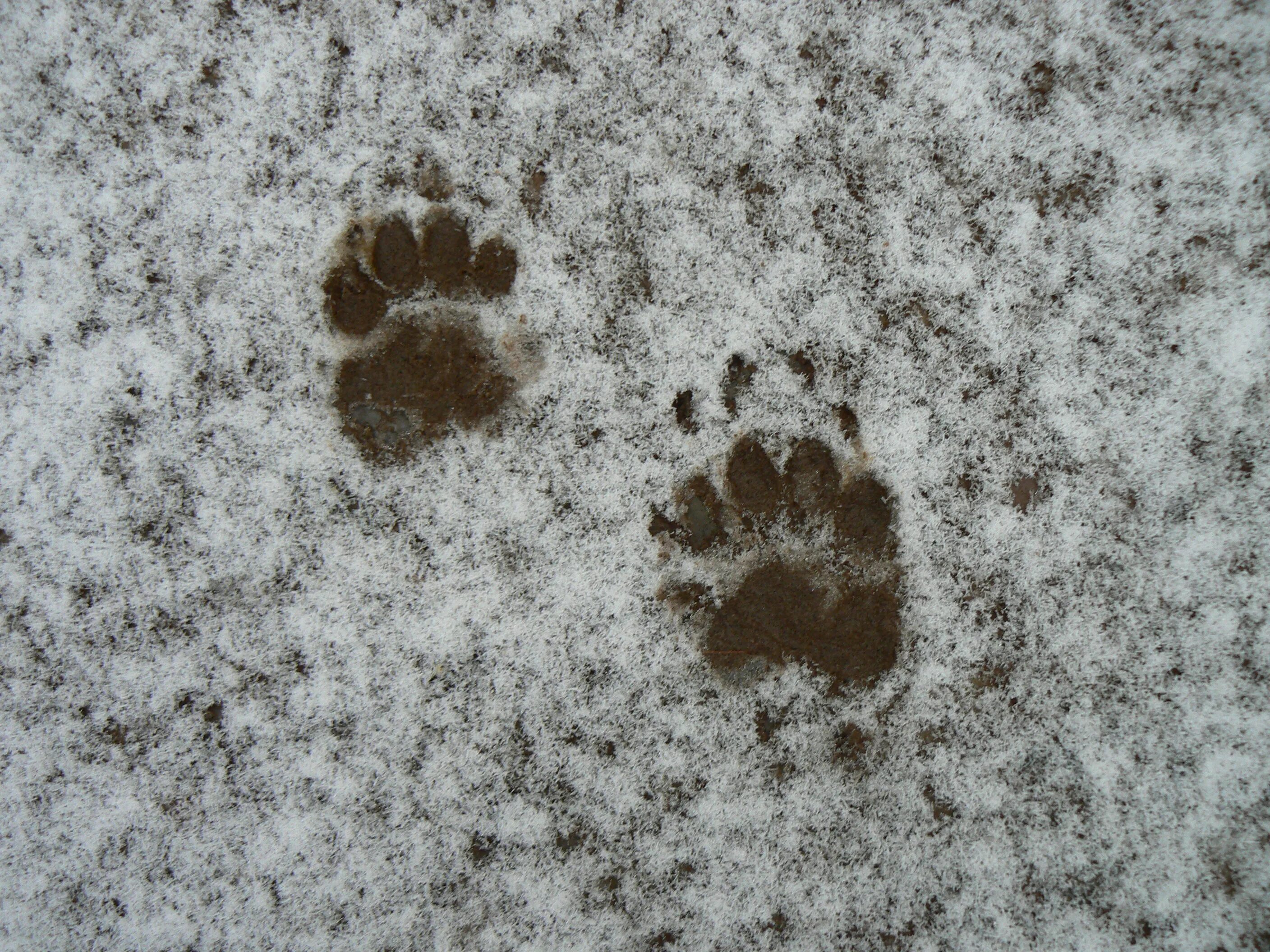 Следы барсука на снегу. Следы животных барсук. След енотовидной собаки на земле. След барсука на земле. Лапка на снегу