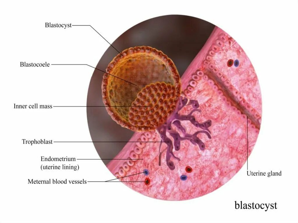 Оплодотворение в полости матки. Имплантация бластоцисты в матку. Имплантация бластоцисты гистология. Процесс имплантации зародыша. Трофобласт зародыша.