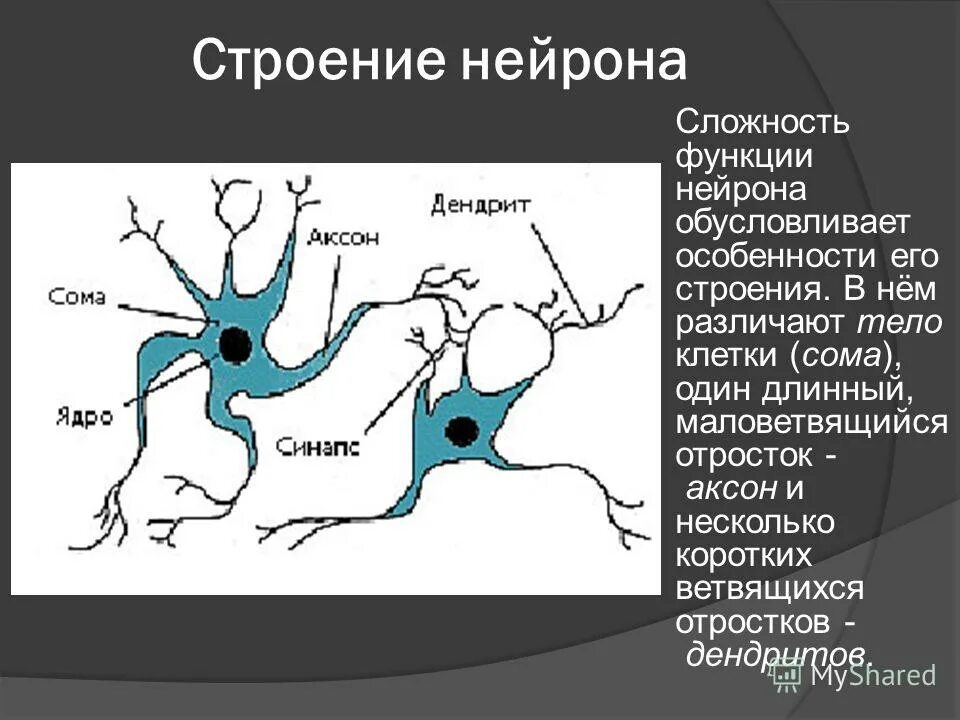 Строение нейрона и его функции. Аксон строение нейрона. Нейрон строение и функции. Функции дендритов нейрона.