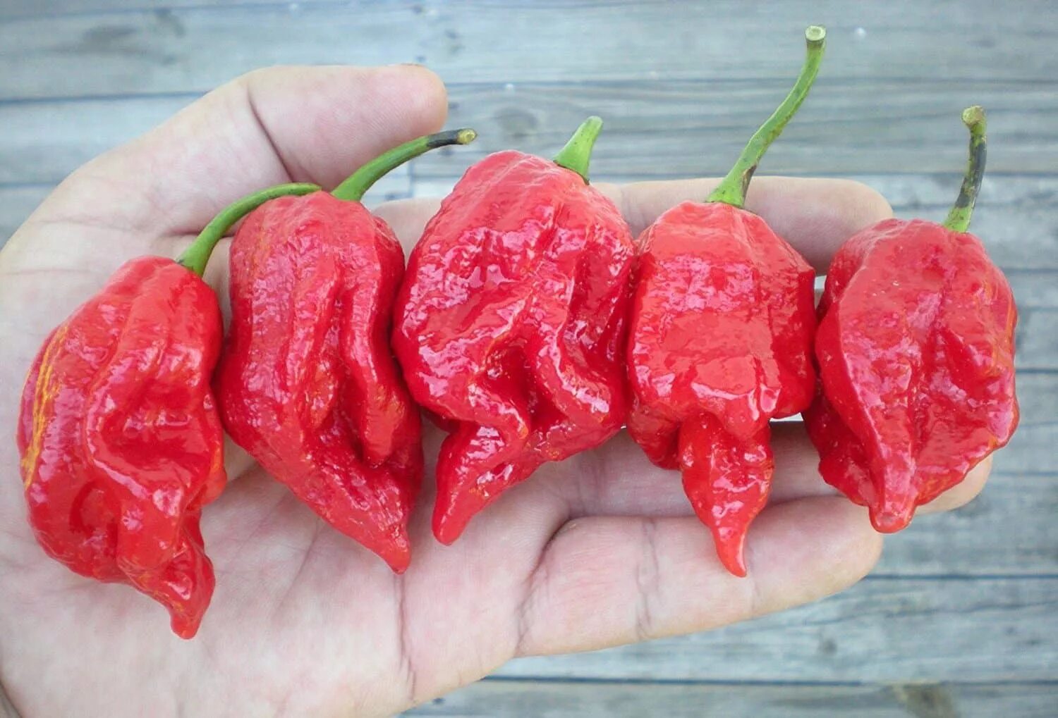 Название самого острого перца. Острый перец Trinidad Scorpion Butch t. Скорпион Тринидада (перец) сорта перца. Самый жгучий перец в мире.