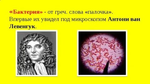 Палочка текст