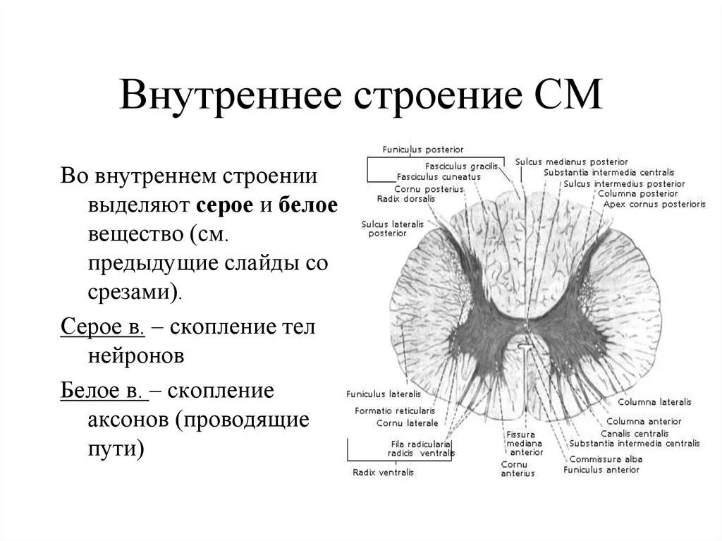 Схема внутреннего строения спинного мозга анатомия. Внутреннее строение спинного мозга срез. Спинной мозг анатомия внутреннее строение ядра. Спинной мозг внутреннее строение серое и белое вещество.