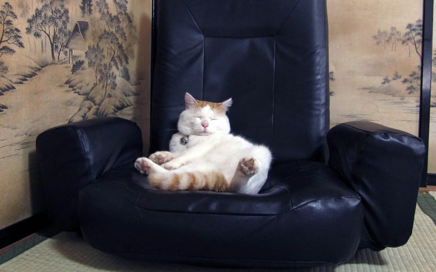 Расслабленная кошка. Кресло для кошки. Кот сидит на кресле. Котик в кресле. Кот на диване.