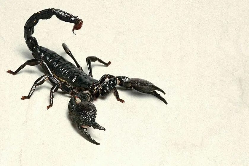 Ангела перл скорпион. Клешни скорпиона. щупальца скорпиона. грузинский скорпион. императорский скорпион арт.