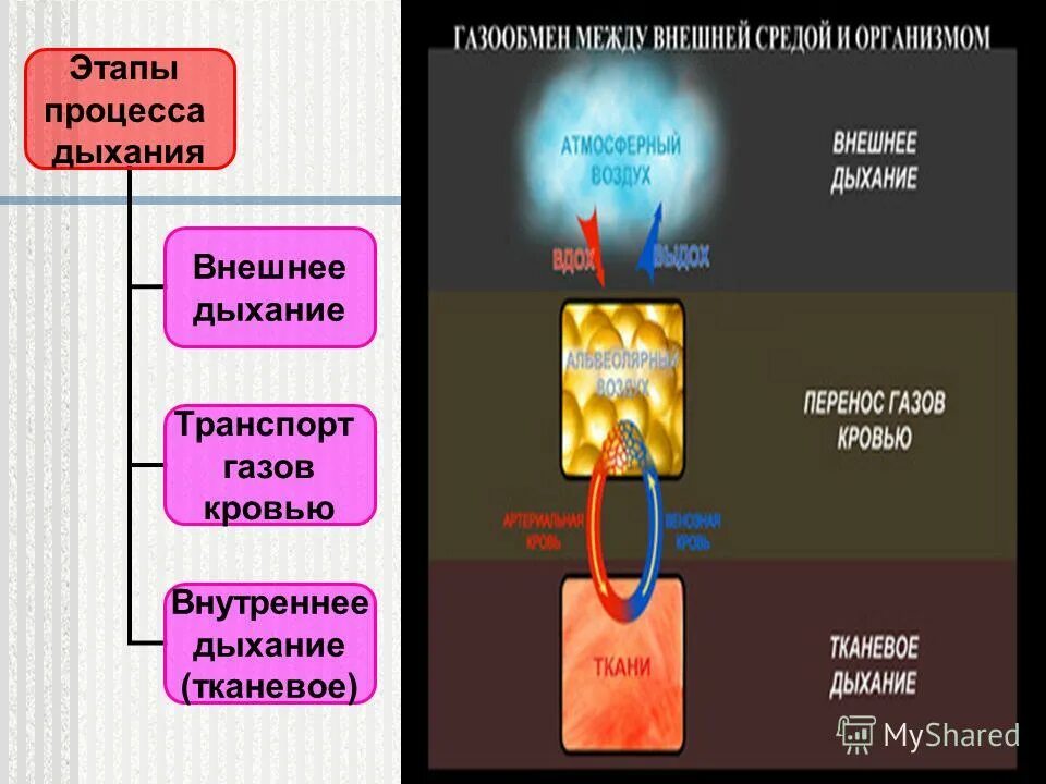 Какие процессы обеспечивают дыхание. Схема этапов процесса дыхания. дыхание внешнее и внутреннее схема. три этапа дыхания человека. схема этапов процесса дыхания 3 фазы дыхания.