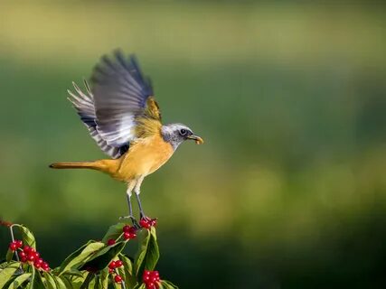 Catch bird