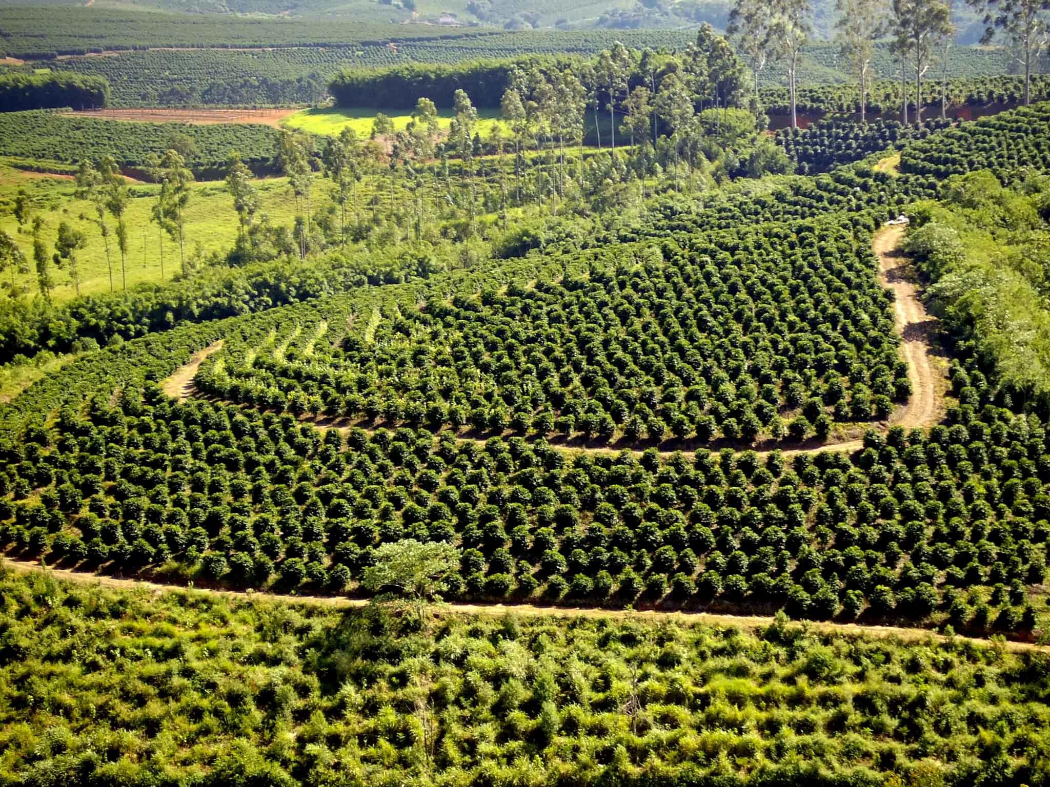 Колумбия страна кофе. Плантации кофе в Бразилии. Кофейные плантации в Бразилии. Бразилия Сантос плантация кофе. Плантации кофе Южной Америки.