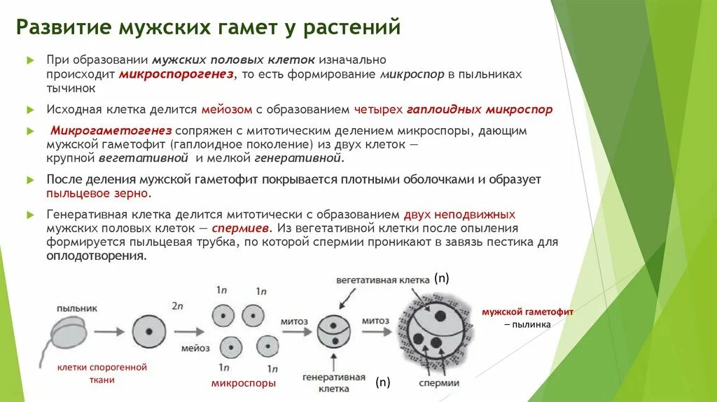 При образовании спор и гамет происходит. Структура цветка , в которой происходит образование мужских гамет. Гаметы растений. Исходные материал для образования гамет это. 10. Закон чистоты гамет и его цитологическое обоснование..