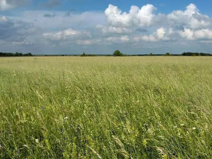 Природа центрально черноземного. Стрелецкая степь Курская область. Центрально-Черноземный заповедник Курск степи. Центрально-Черноземный заповедник (Стрелецкая степь). Курский заповедник Стрелецкая степь.